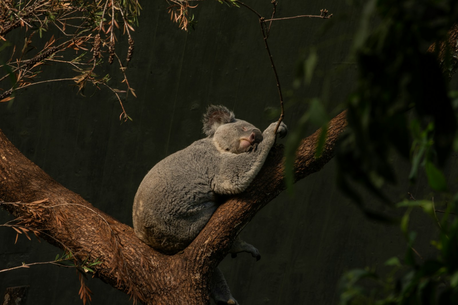 a koala sleeping on top of a tree branch